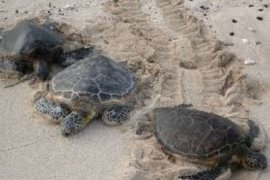 Koalisi LSM kampanyekan "Keren Tanpa Sisik" kurangi perdagangan penyu