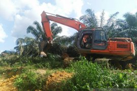 Riau kehilangan Rp107 triliun akibat 1,4 juta hektare sawit ilegal
