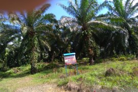 IPB records world's largest number of palm oil-based researches
