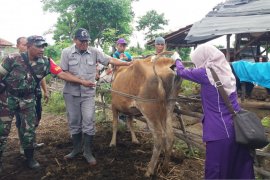Disnak Situbondo:  Sapi mati karena perut kembung