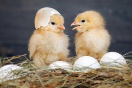 Peternak ayam potong di Kalimantan Selatan kehabisan stok bibit