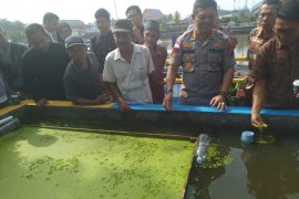 Inilah si tentara kecil hitam bersayap berjuta manfaat