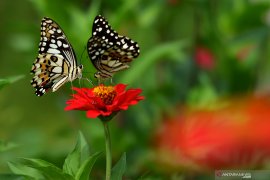 Akademisi Uncen temukan 87 spesies kupu-kupu di Keerom Papua