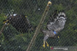 Pelepasanliaran Elang ular