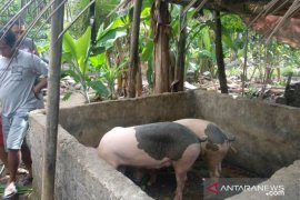 Tiga  babi peternak Jembrana mati mendadak