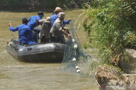 Evakuasi buaya berkalung ban belum membuahkan hasil