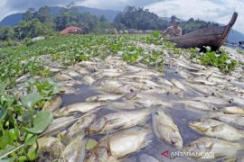 63 TON IKAN DANAU MANINJAU MATI Page 1 Small