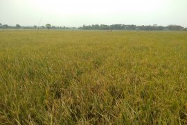 Dinas Pertanian Karawang imbau petani gelar gropyokan hama tikus di sawah