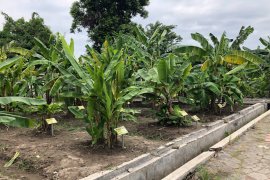 Kebun plasma nutfah pisang Yogyakarta ditata dari sisi selatan