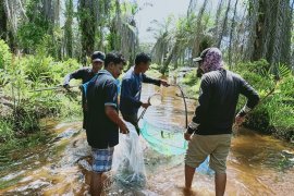 Mukomuko minta pusat bantu domestikasi ikan mikih