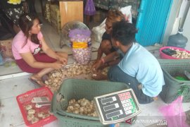 Harga bawang putih di Sleman mulai turun mendekati normal