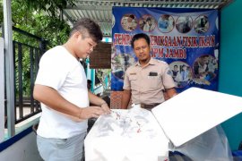 Pengiriman ikan hias di Jambi menurun 50 persen