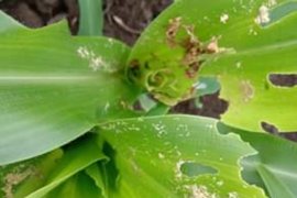 Flores Timur butuh tambahan tenaga penyuluh pertanian