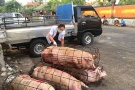 Jelang Galungan,  Pemkot Denpasar periksa kesehatan hewan