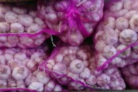 Stok aman, harga bawang putih di Jateng berangsur normal