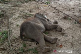 Bayi gajah sumatera mati di PLG Riau, begini kronologinya