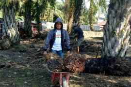 S Sulawesi to start palm oil plant construction in February end