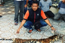 Polda Riau bongkar sindikat perdagangan organ harimau sumatera