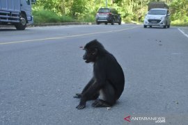 Pengguna jalur kebun kopi beri makan kera Hitam Page 2 Small