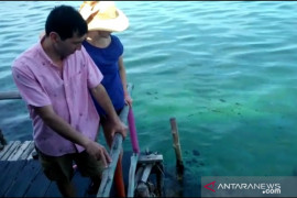 Limbah minyak hitam sebabkan turis asing batal snorkeling di Bintan