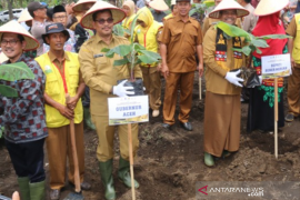 Pemkab Bener Meriah kembangkan pisang cavendish orientasi ekspor