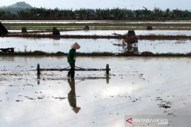 Tanam padi dengan sistem Tabela di Gowa Page 2 Small