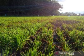 Hama wereng mulai serang tanaman padi di Tapsel
