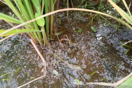 Petani di Belitung dimintai waspadai serangan wereng coklat