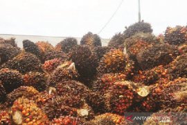 Harga CPO di Jambi kembali turun Rp158/kilogram