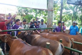 Pemkab Pesisir Selatan sebut manajemen ternak cegah virus jembrana