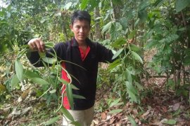 Permintaan meningkat, petani Lebak kembangkan tanaman vanili