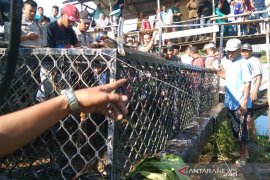 Seekor buaya masuk perangkap di Aceh Jaya