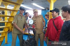 Pembudidaya hentikan sementara ekspor ikan kerapu Belitung ke Hong Kong