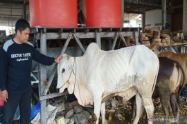 161 dapur umum sokong konsumsi jamaah Haul ke-15 Guru Sekumpul