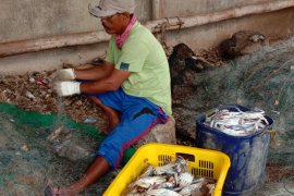 Tangkapan kepiting rajungan nelayan Labuhan Maringgai meningkat