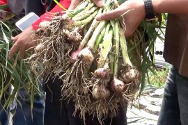 Saat petani Sumbar justru siap panen bawang putih