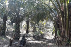 Mayoritas poktan cairkan dana beli bibit sawit