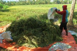 Penen lebih awal akibat terendam banjir