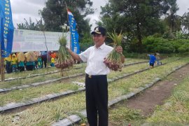 Pemkab Bangka Tengah dorong budidaya bawang dan cabai merah