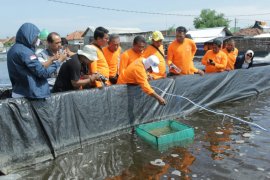 Pasuruan dijadikan percontohan budi daya udang vaname