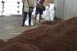 Harga sejumlah hasil perkebunan Maluku turun