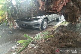 Flash - Dua mobil rusak tertimpa pohon tumbang di Jalan Ahmad Yani Padang