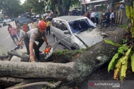 POHON TUMBANG TIMPA MOBIL DI PADANG Page 1 Small