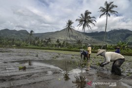 Gunung guntur Garut berapi