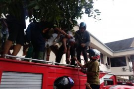 Seorang petugas kebersihan pingsan tersengat listrik saat ambil mangga