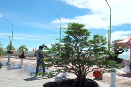 Bonsai seharga satu mobil turut dipamerkan di Jemur Bonsai 2020