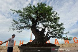 PAMERAN DAN BURSA BONSAI Page 1 Small