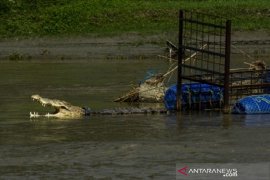 Buaya ban Sungai Palu kian agresif Page 1 Small