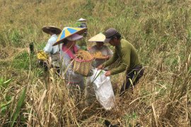 Temui Ketua BPIP, organisasi masyarakat Dayak minta hentikan kriminalisasi peladang