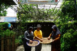 Warga Kampung  Herbal Surabaya budi daya tanaman empon-empon